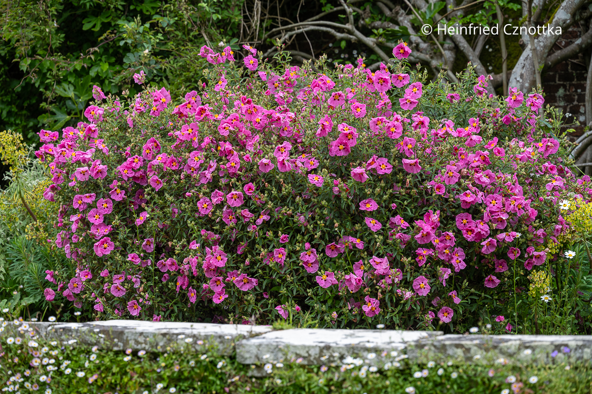 Eine pinke Zistrose (Great Dixter House & Gardens)