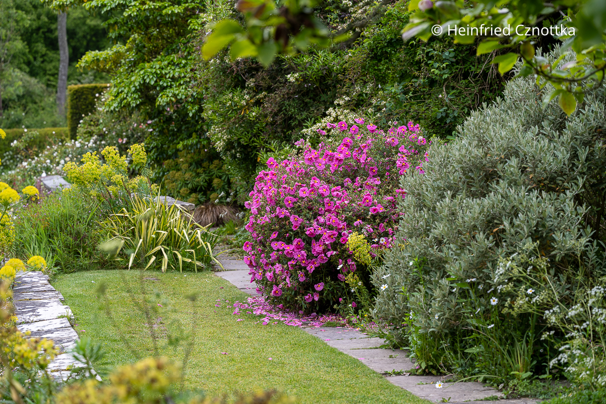 Eine pinke Zistrose am Weg in Great Dixter (Great Dixter House & Gardens)
