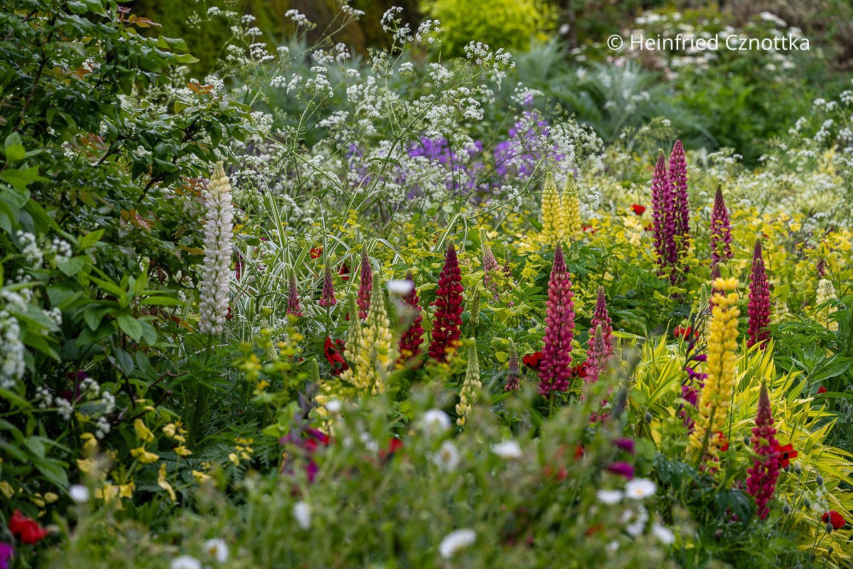 Englischer Garten: Stauden, Ein- und Zweijährige verweben sich im Long Border zu einem natürlich wirkenden Bild (Great Dixter House & Gardens)