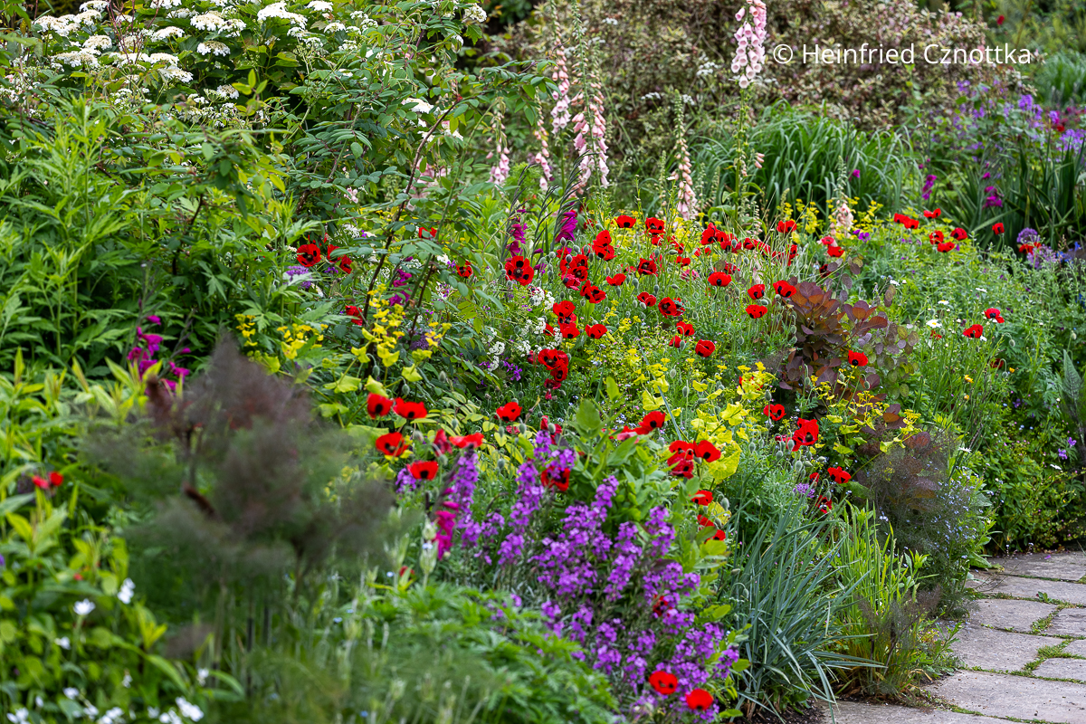 Long Border in Great Dixter mit Marienkäfer-Mohn (Papaver commutatum) 'Ladybird' (Great Dixter House & Gardens)