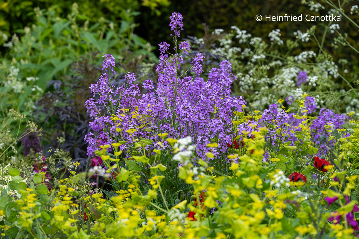Duft im Garten: Nachtviole (Hesperis matronalis) mit violetten Blüten