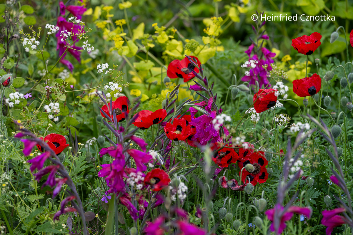 Farbspektakel: Marienkäfer-Mohn (Papaver commutatum) 'Ladybird', Stängelumfassende Gelbdolde (Smyrnium perfoliatum) und Byzantinische Gladiole (Gladiolus communis ssp. byzantinus) (Great Dixter House & Gardens)