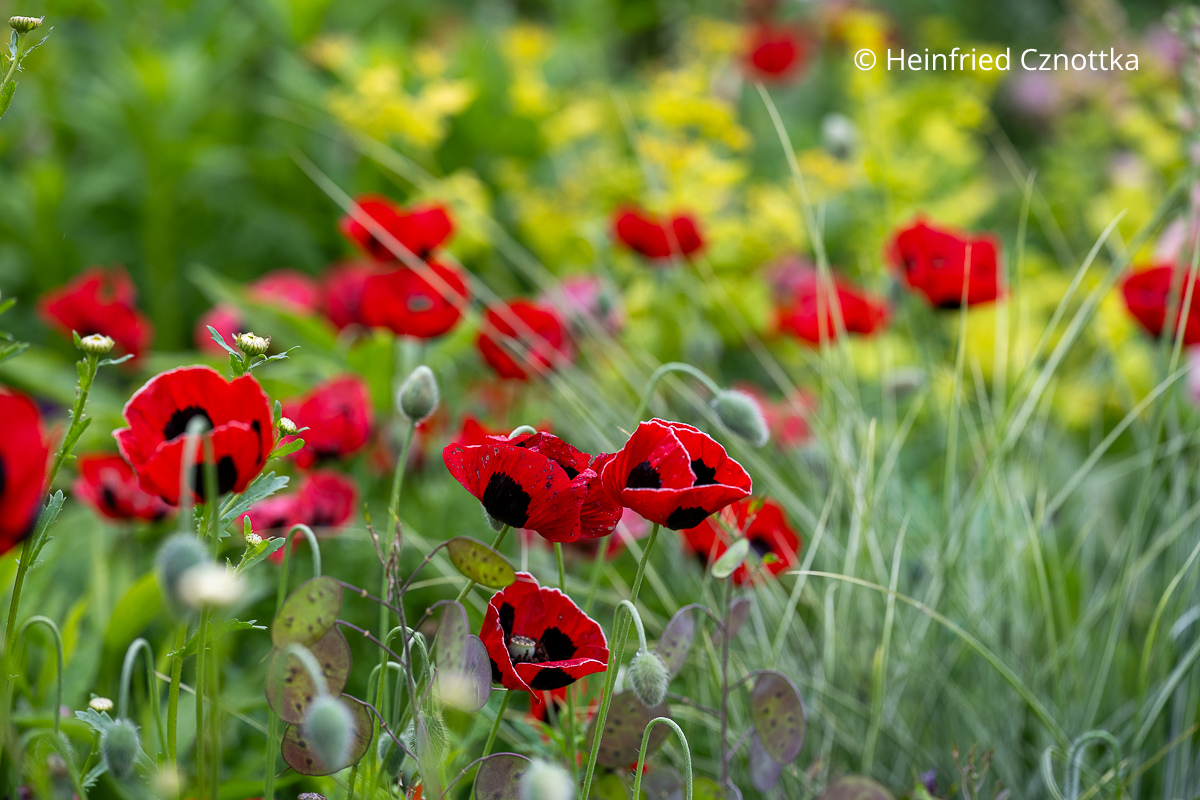 Marienkäfer-Mohn (Papaver commutatum) 'Ladybird' mit knallroten Blüten mit schwarzen Flecken am Grund (Great Dixter House & Gardens)