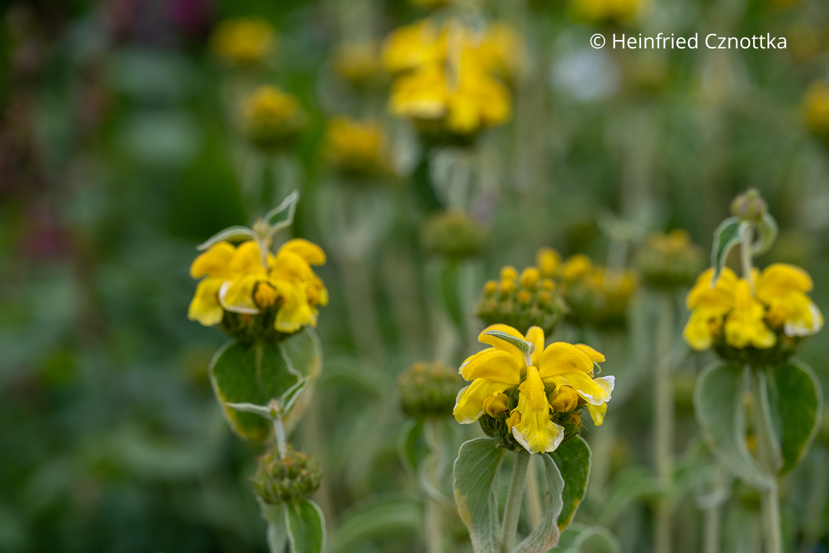 Gelbe Blüten des Strauchigen Brandkrautes (Phlomis fruticosa) (Great Dixter House & Gardens)