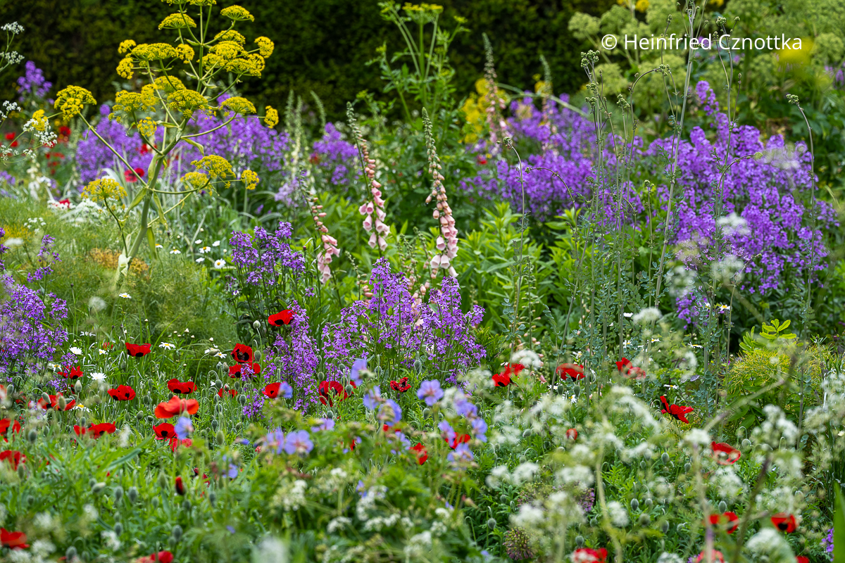 Gewöhnliche Nachtviole (Hesperis matronalis), Riesenfenchel (Ferula communis), rosa Fingerhut (Digitalis) und Marienkäfer-Mohn (Papaver commutatum) 'Ladybird' (Great Dixter House & Gardens)