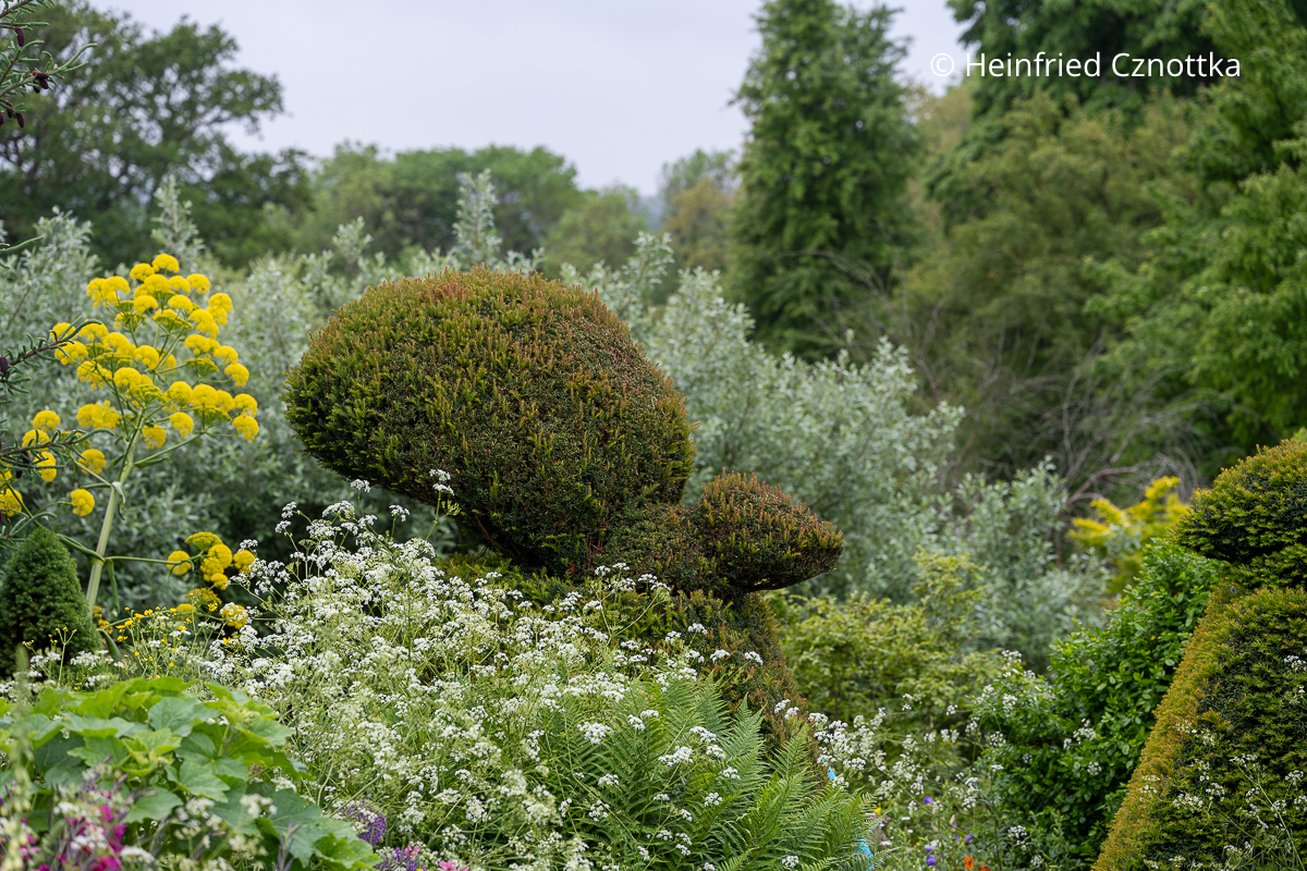 Berühmter Formschnitt in Great Dixter: eine Eibe in Form eines Pfaus (Great Dixter House & Gardens)