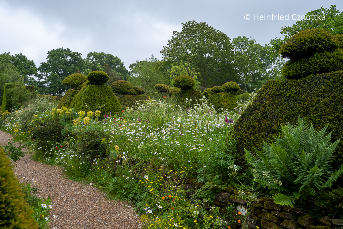 Gräser und Margeriten umspielen die strengen Formen im Peackock Garden (Great Dixter House & Gardens)
