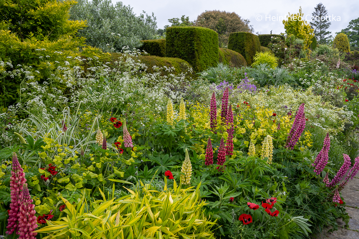 Gartenreise England: Long Border mit Wiesen-Kerbel (Anthriscus sylvestris) und gelben und pinken Lupinen in Great Dixter (Great Dixter House & Gardens)