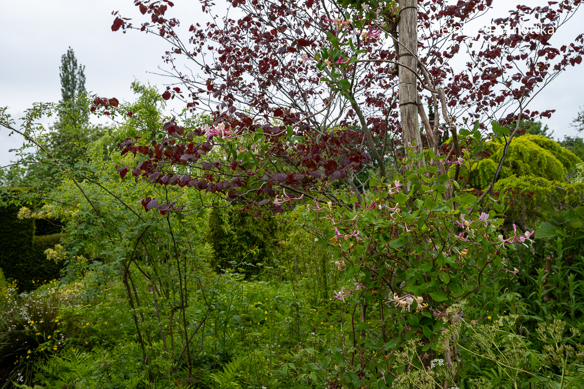 Rosa Geißblatt (Lonicera) und ein rotlaubiger Judasbaum (Cercis) (Great Dixter House & Gardens)