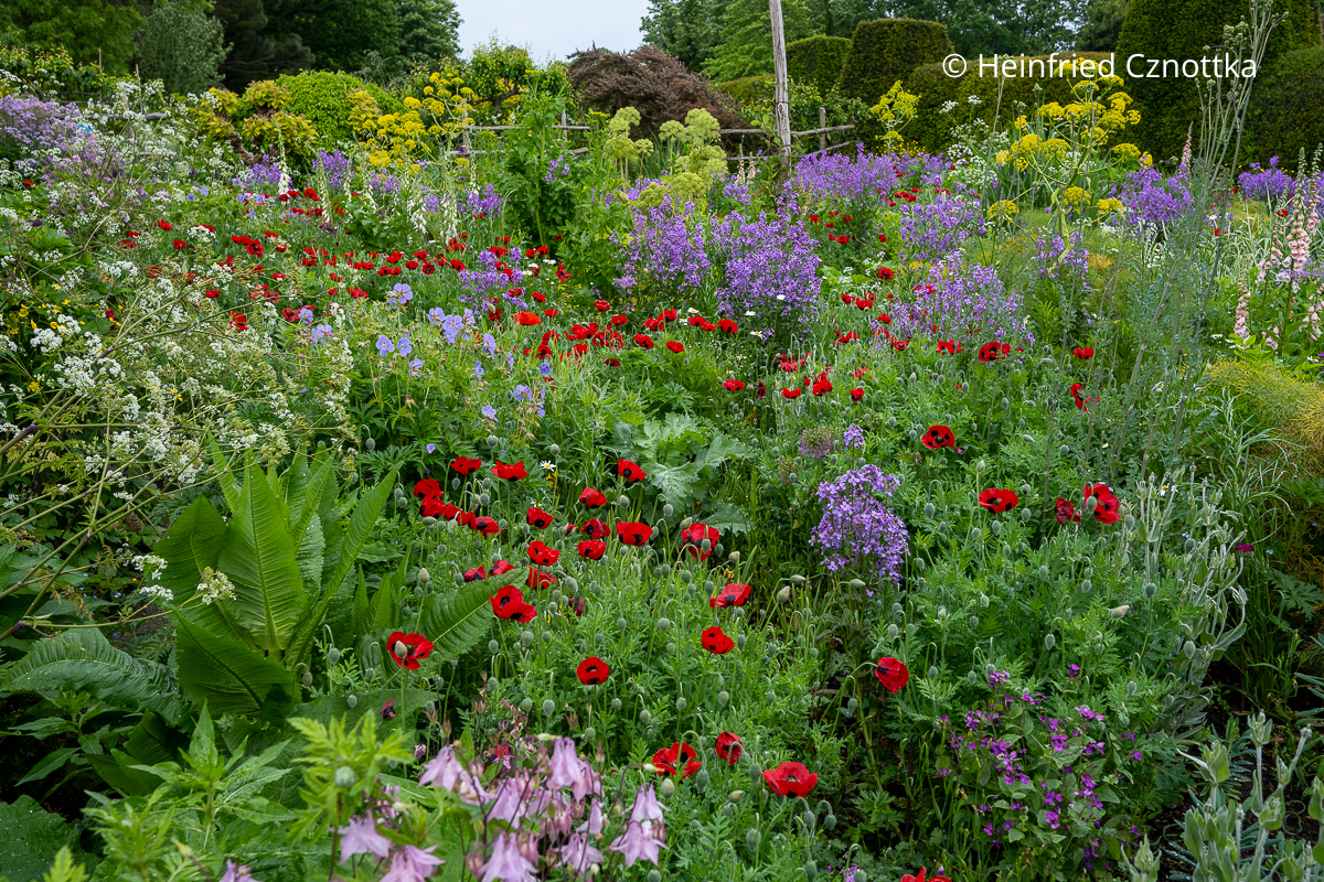 Violette Blütenwolken der Nachtviole (Hesperis matronalis) im Long Border in Great Dixter (Great Dixter House & Gardens)