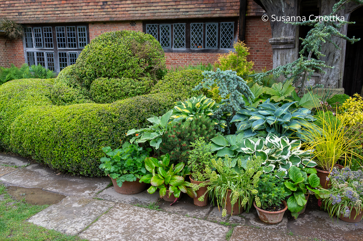 Topfgarten und Buchsbaumknoten am Eingang zum Herrenhaus Great Dixter