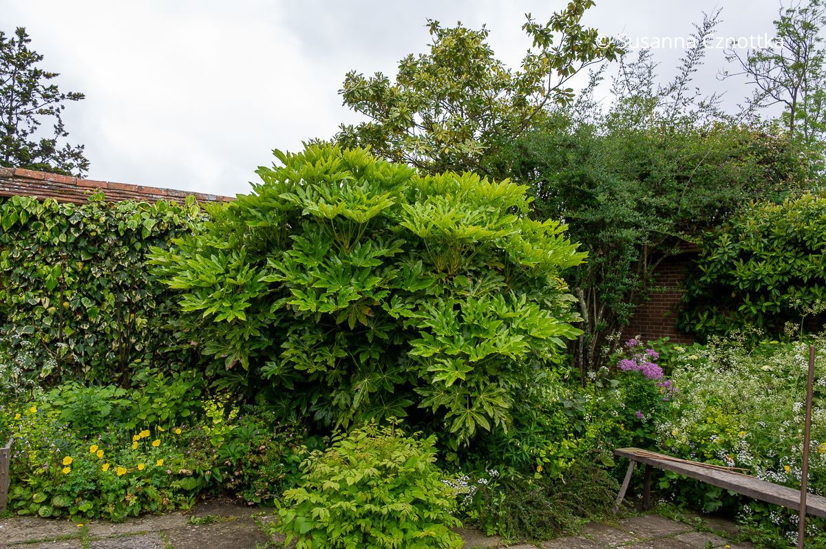 Zimmer-Aralien (Fatsia japonica) haben eine tolle architektonische Wirkung