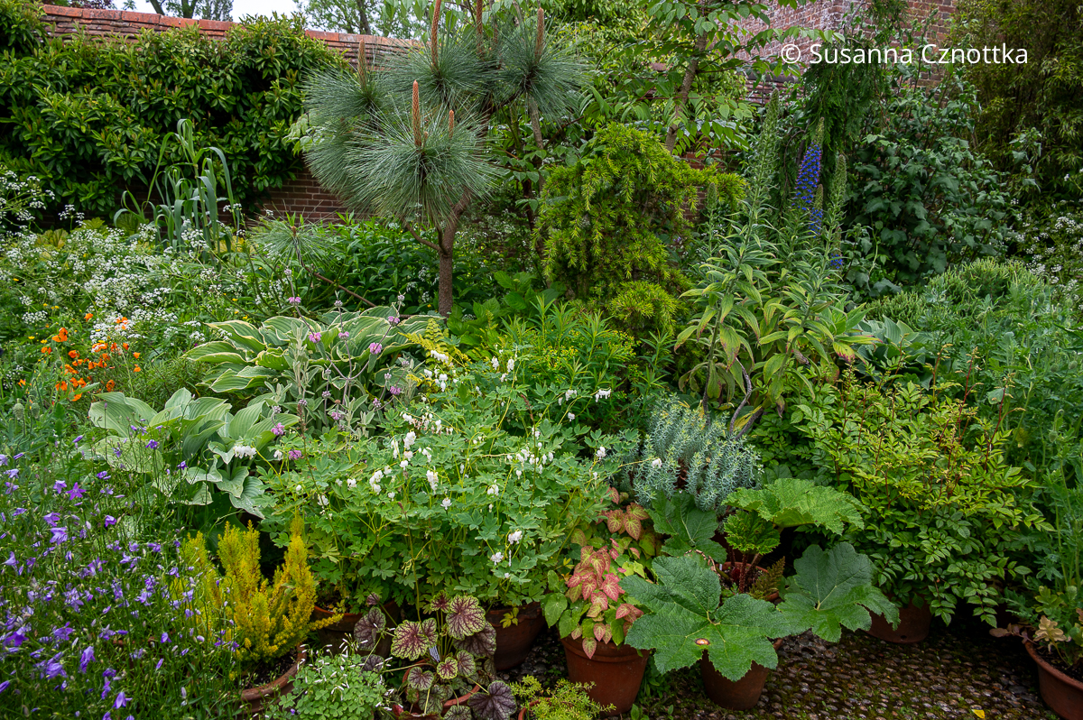 Ein Topfgarten im Wall Garden in Great Dixter mit Blattschmuckstauden und einigen blühenden Pflanzen