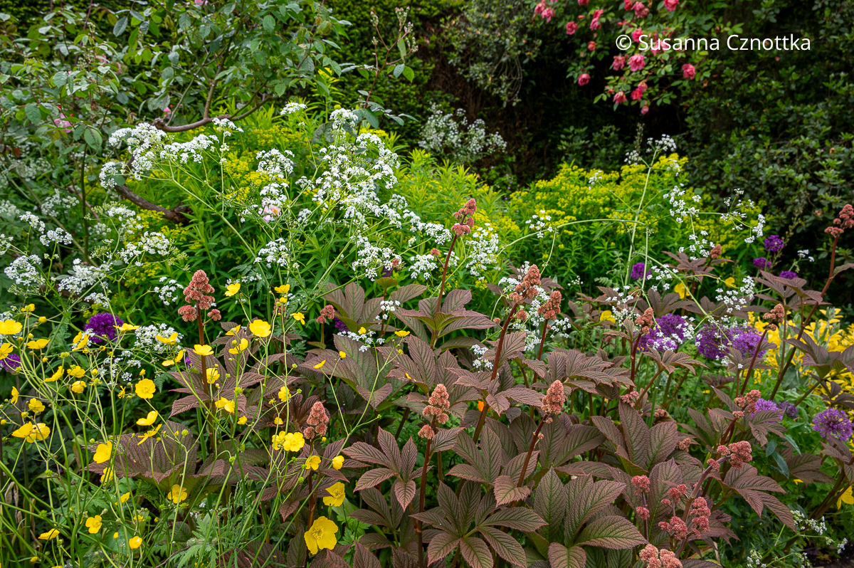 Stauden kombinieren: das Schaublatt (Rodgersia) bringt mit großen rotbraunen Blättern Ruhe ins Beet
