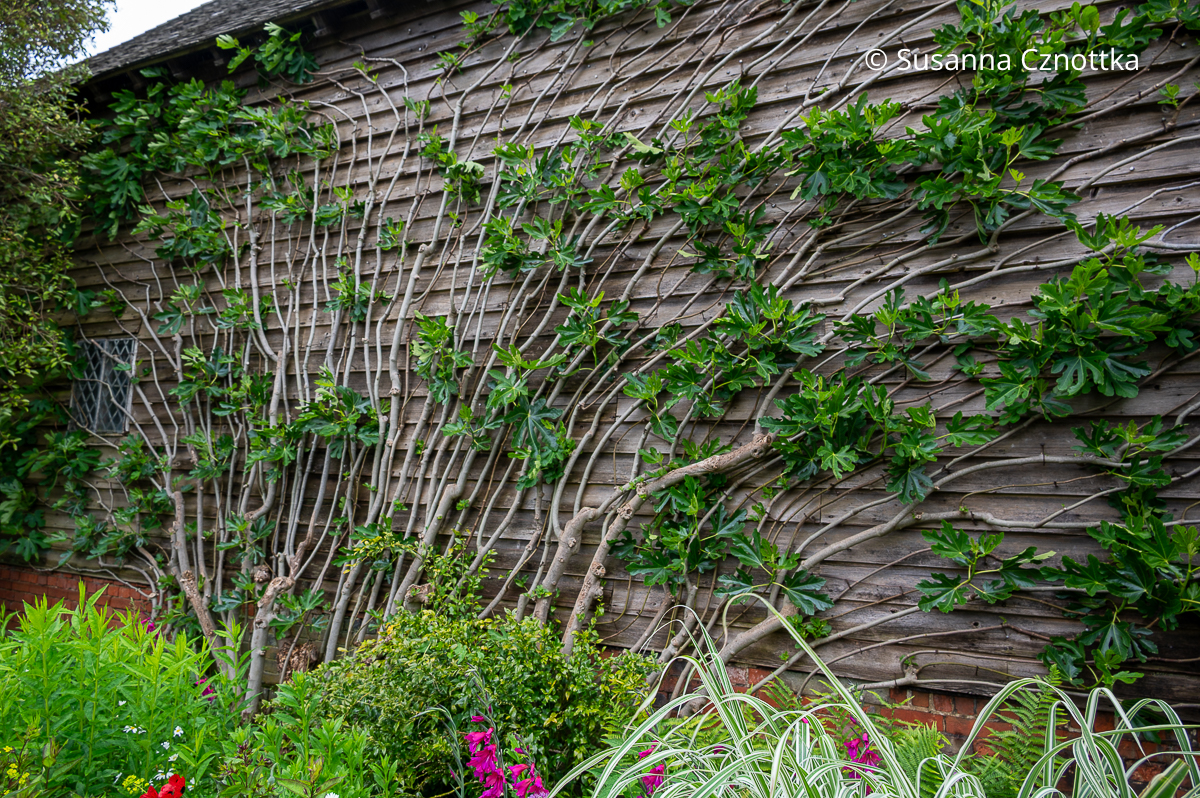 Eine Feige als Spalierpflanze an einer Scheunenwand