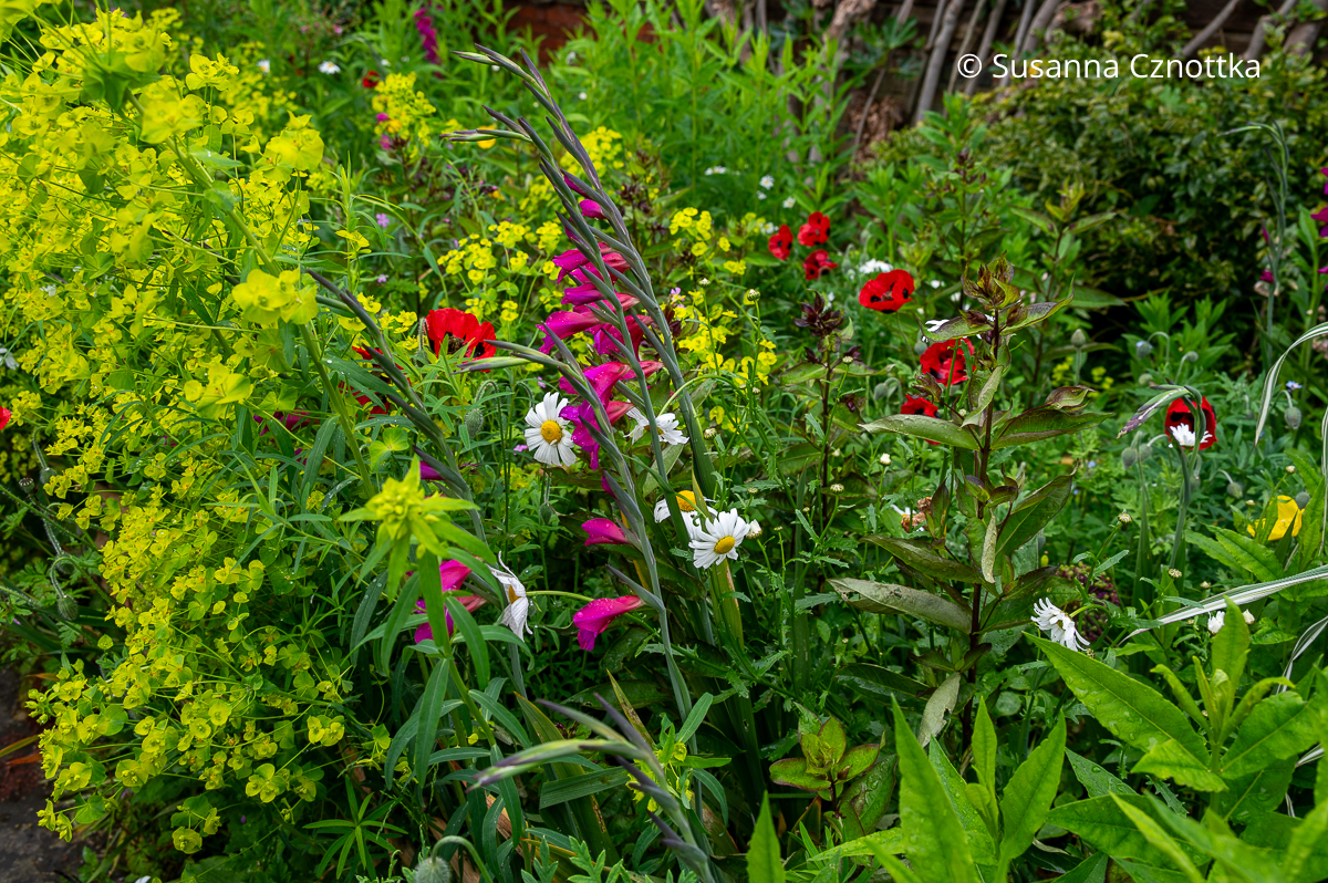 Gelbdolde, pinke Byzantinische Gladiole (Gladiolus communis ssp. byzantinus) und Marienkäfer-Mohn (Papaver commutatum) 'Ladybird' 