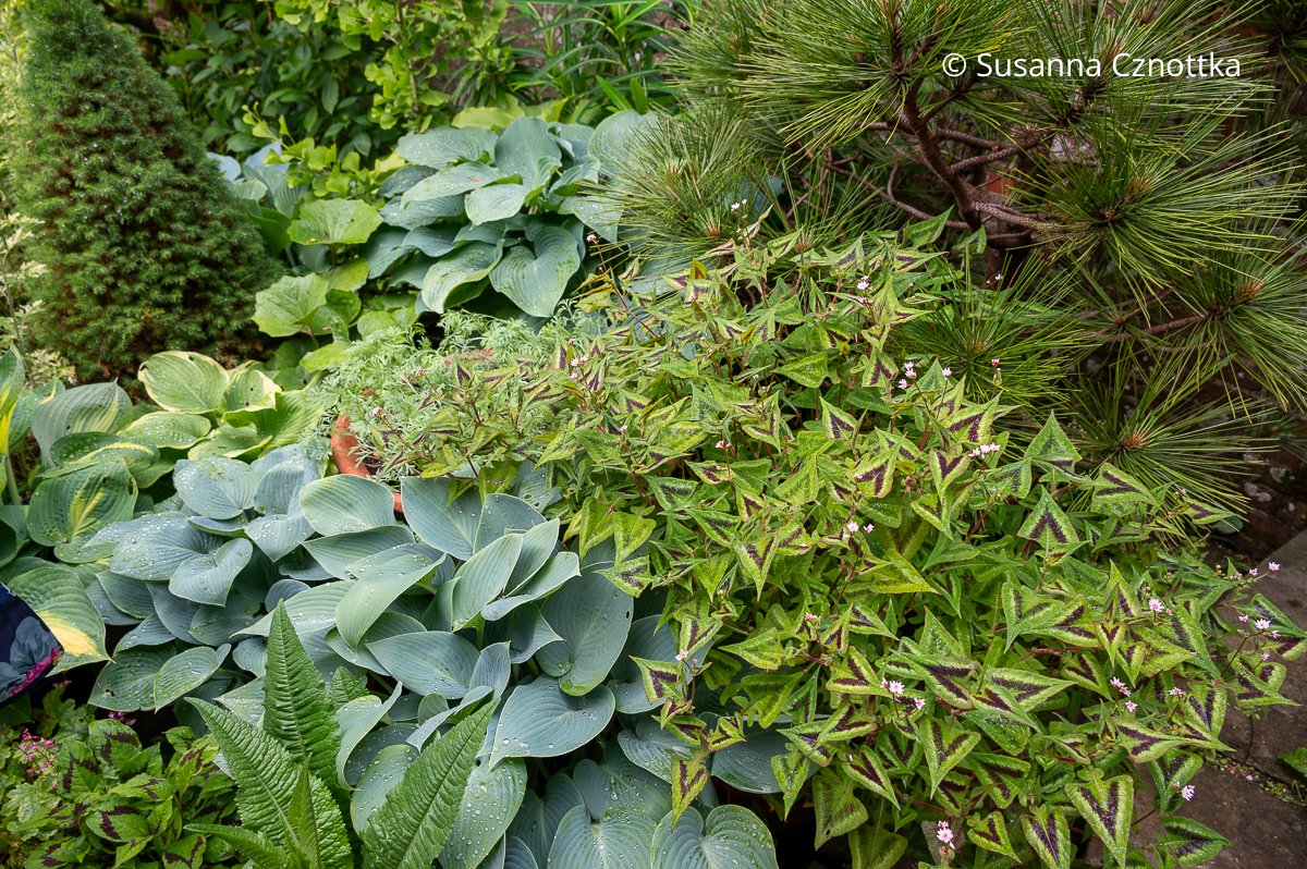 Buntblatt-Knöterich (Persicaria runcinata) ‘Purple Fantasy’ mit dreieckigen Blättern mit dunkelrotem Pfeilmuster und Blaublatt-Funkien (Hosta)