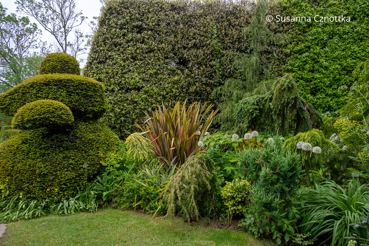 Formschnitteibe und Neuseeländer Flachs (Phormium tenax) bringen Struktur in eine Pflanzung