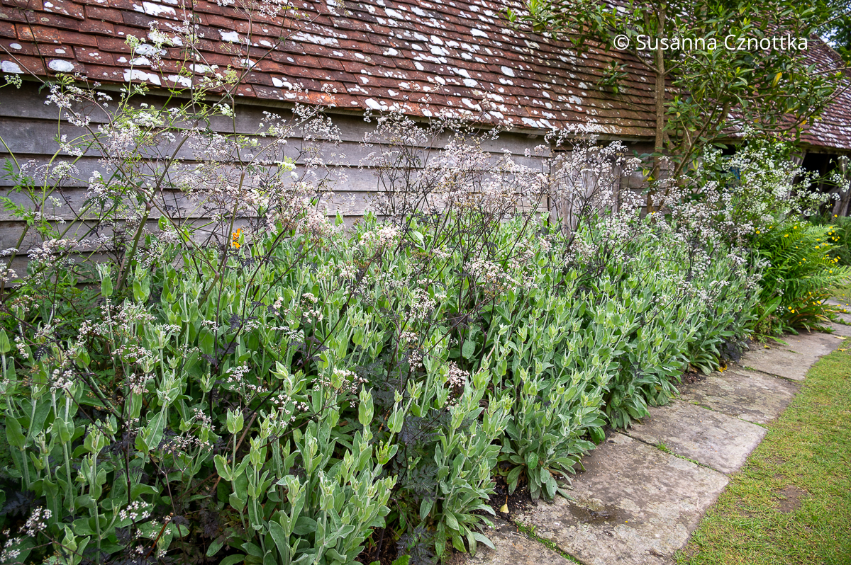 Vexiernelke (Silene coronaria) mit Wiesenkerbel (Anthriscus sylvestris) 'Ravenswing'