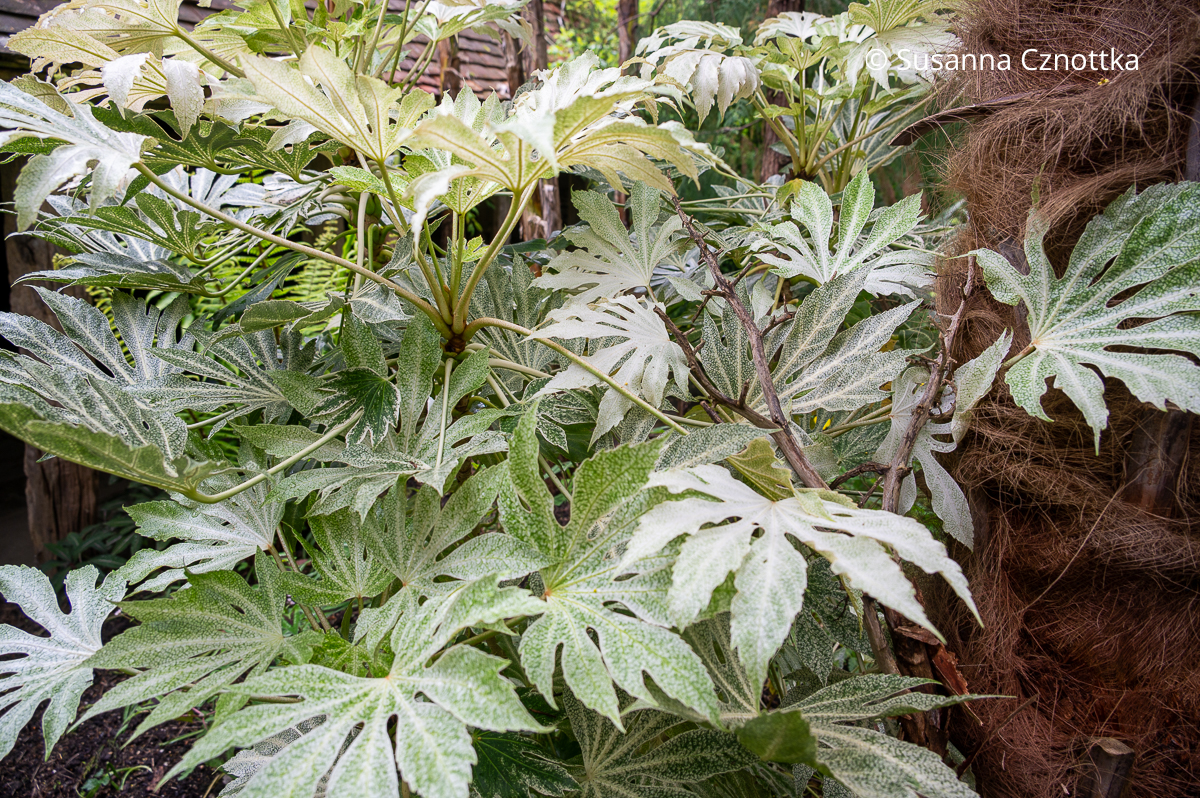 Zimmer-Aralie 'Spider's Web' mit immergrünen großen, handförmig geteilten Blättern mit weißer Marmorierung