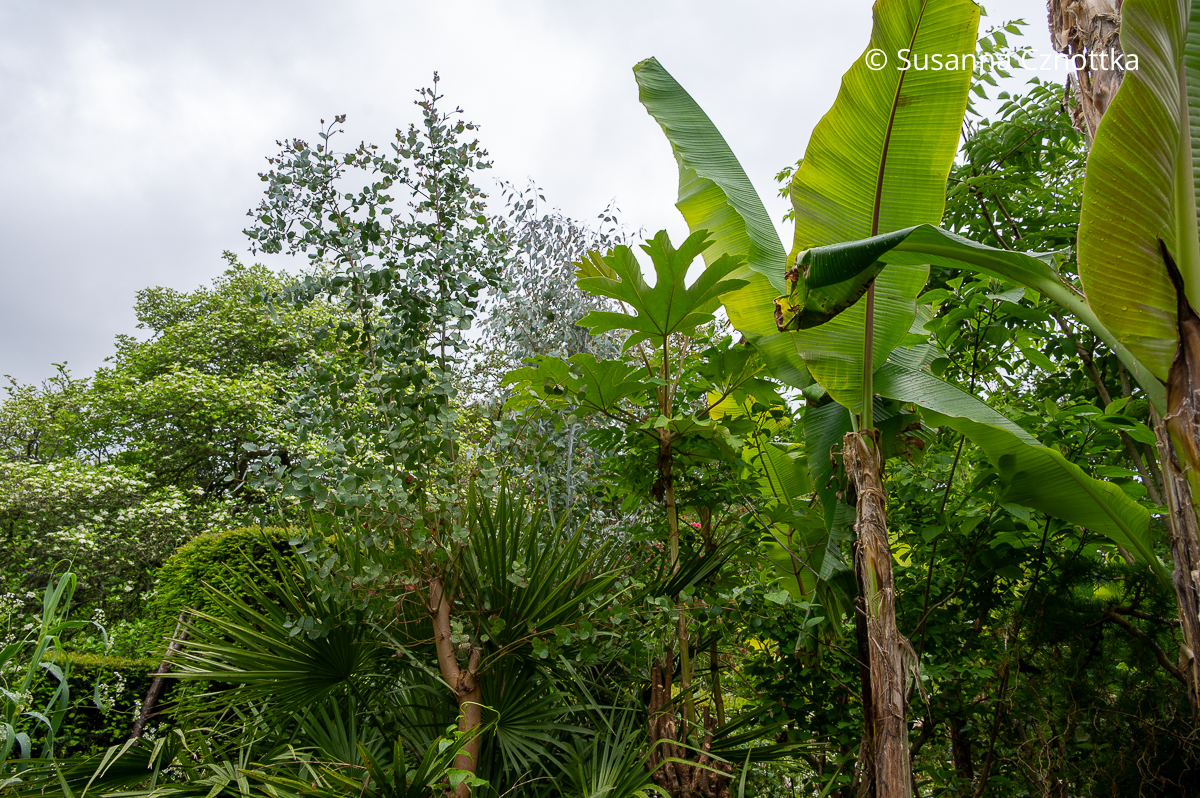 Bananen, Eucalyptus und andere exotische Gewächse im Exotic Garden von Great Dixter