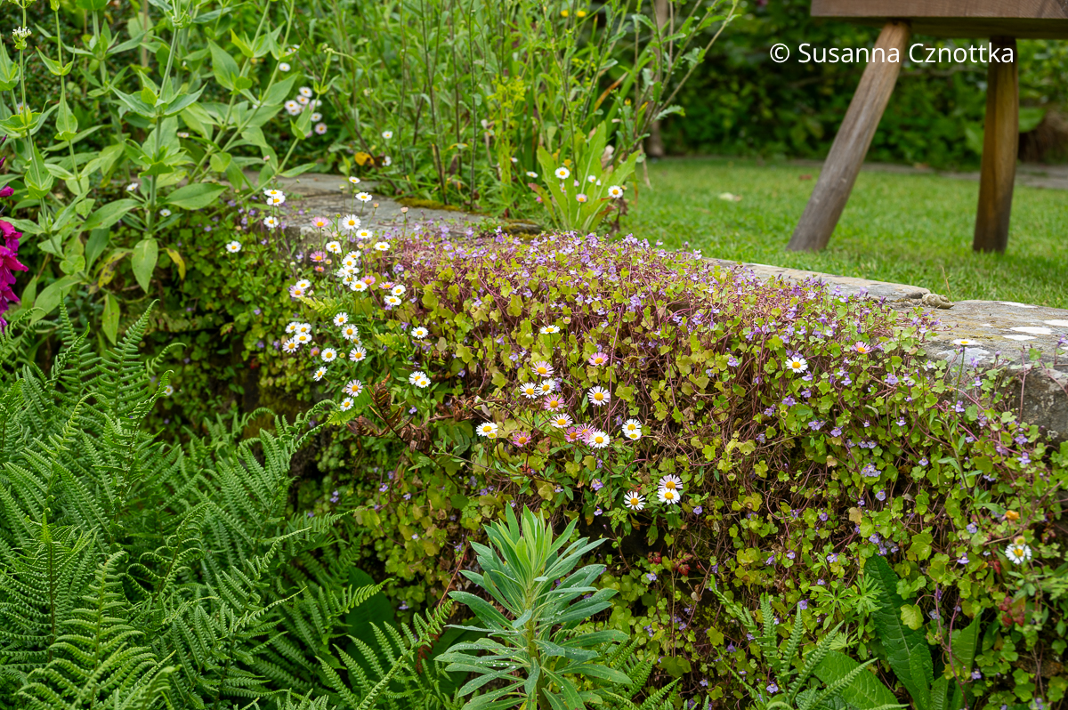 Mexikanische Gänseblümchen (Erigeron karvinskianus) und Zimbelkraut (Cymbalaria muralis) an einer Mauer in Great Dixter (Great Dixter House & Gardens)
