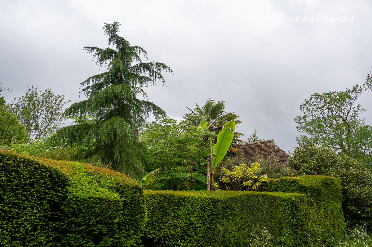 Palmen, Bananen und Koniferen hinter einer Hecke