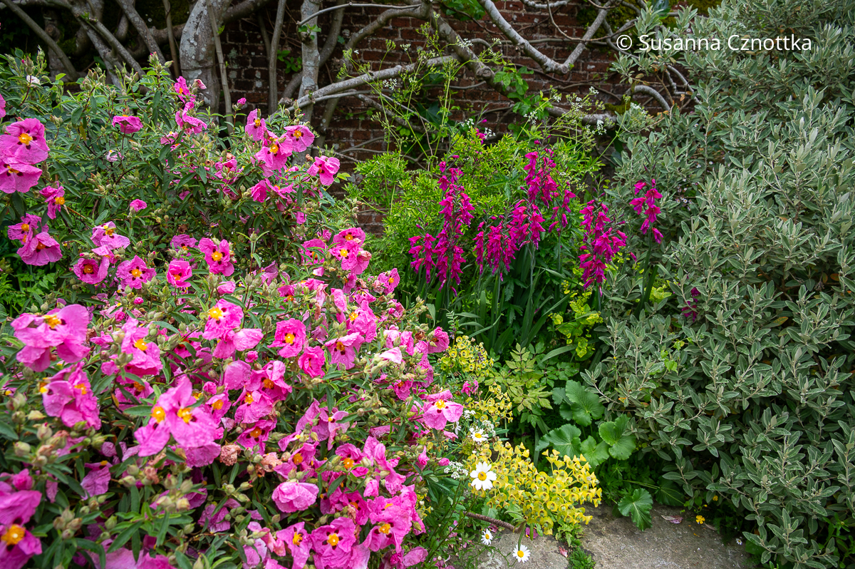 Pflanzenkombination: Byzantinische Gladiole (Gladiolus communis ssp. byzantinus) und Zistrose (Cistus) in kräftigem Pink (Great Dixter House & Gardens)