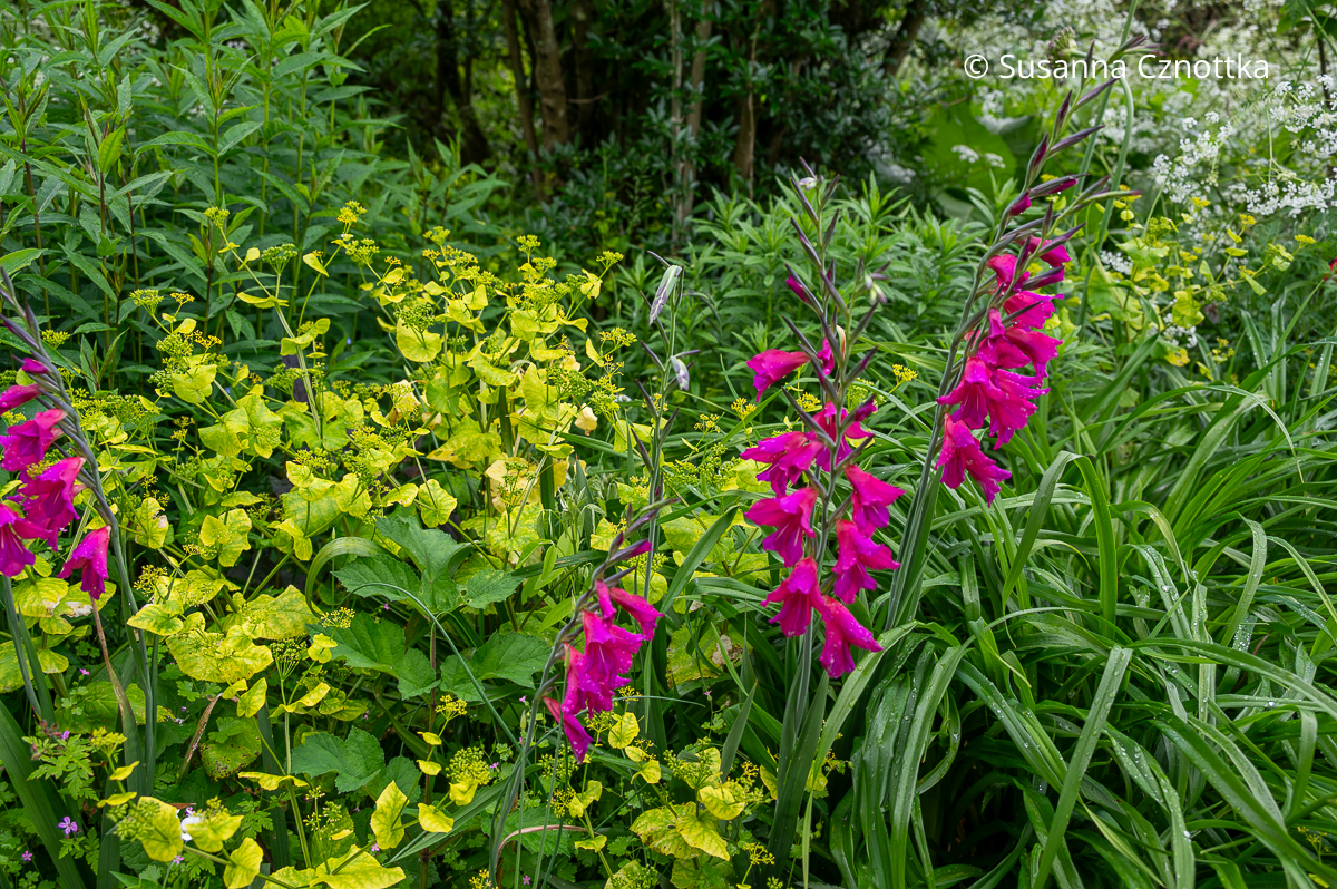 Blüten und Blätter mit Leuchtkraft: pinke Byzantinische Gladiole (Gladiolus communis ssp. byzantinus) und gelbgrüne Stängelumfassende Gelbdolde (Smyrnium perfoliatum) (Great Dixter House & Gardens)