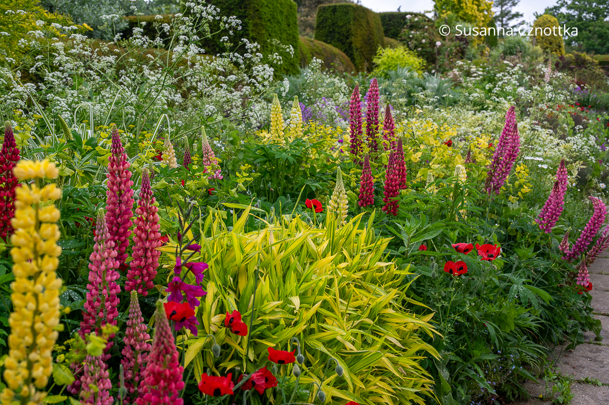 Lupinen in Gelb und Pink in der Long Border in Great Dixter (Great Dixter House & Gardens)