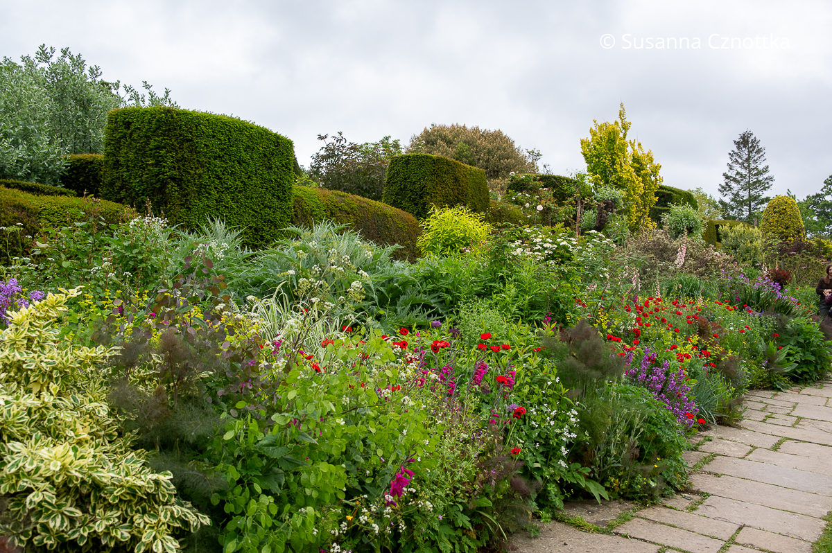 Eibenhecken bilden den Hintergrund für die Long Border in Great Dixter (Great Dixter House & Gardens)