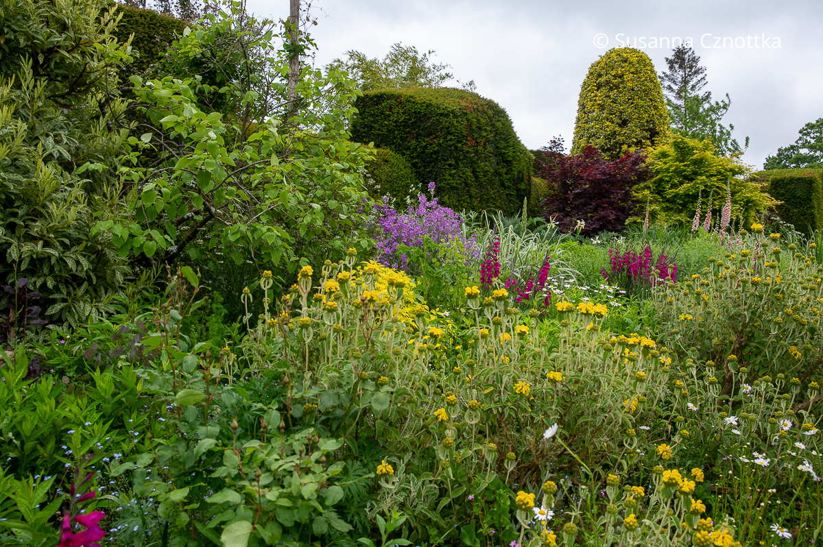 Long Border in Great Dixter: Strauchiges Brandkraut (Phlomis fruticosa), Byzantinische Gladiole (Gladiolus byzantinus) und Nachtviole (Hesperis matronalis) (Great Dixter House & Gardens)