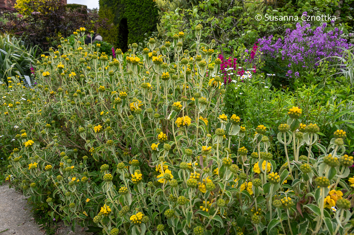 Strauchiges Brandkraut (Phlomis fruticosa) mit gelben Blütenquirlen und gräulichem Laub (Great Dixter House & Gardens)