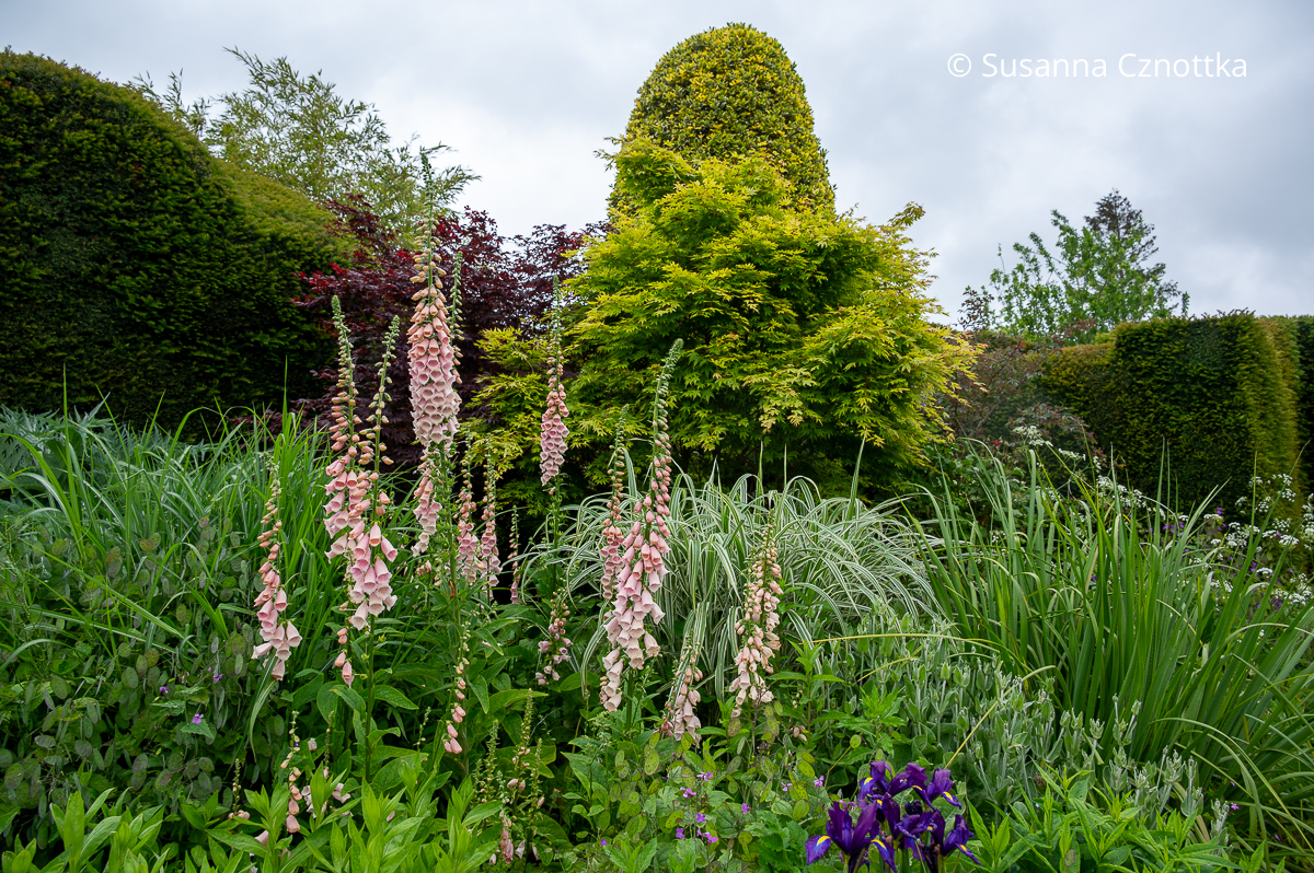 Rosa Fingerhut (Digitalis) vor hellgrünem und rotlaubigem Zier-Ahorn (Great Dixter House & Gardens)
