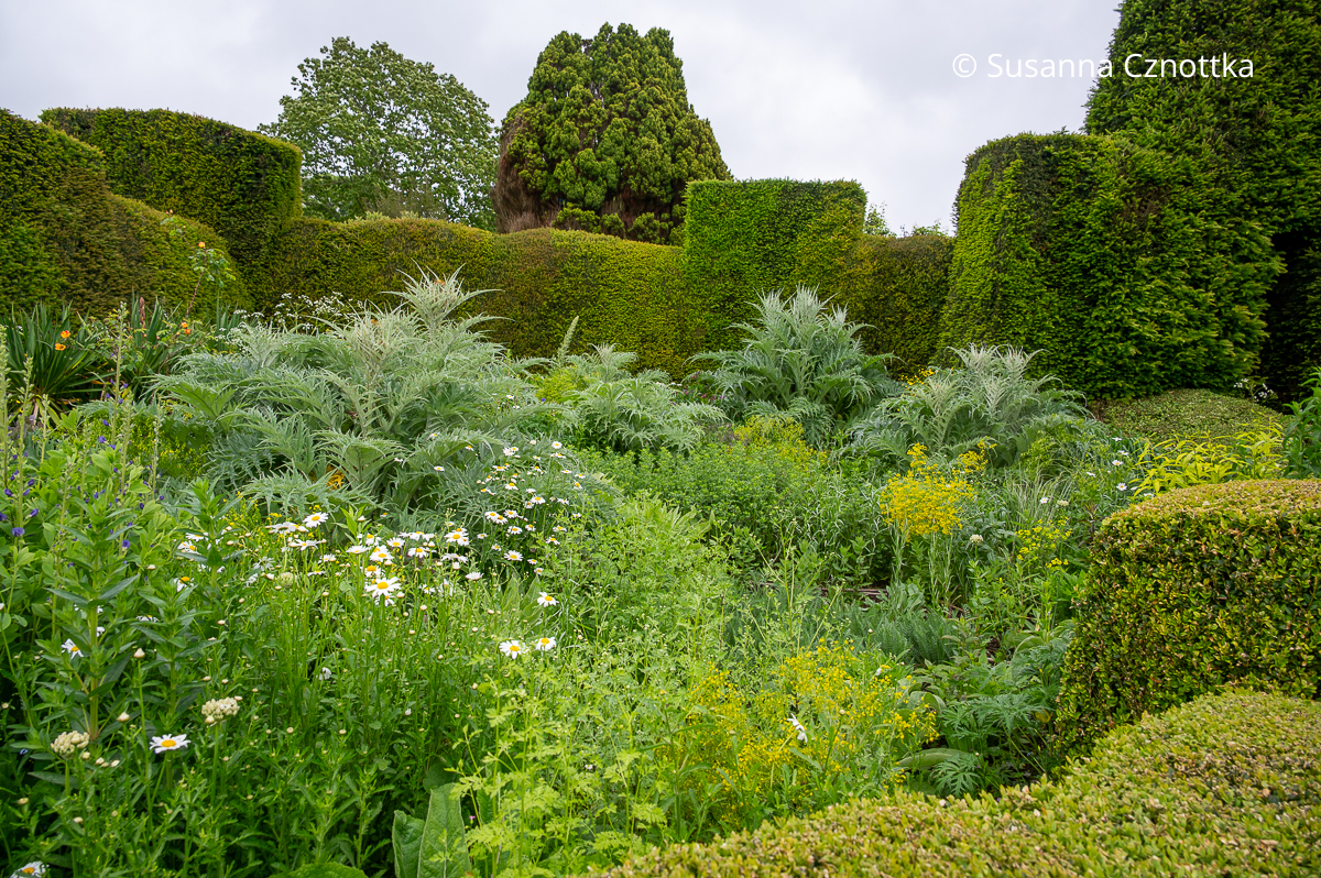 Stattliche Artischocken in Great Dixter (Great Dixter House & Gardens)