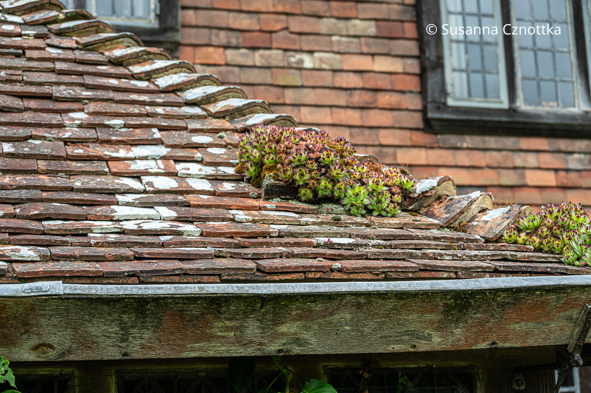 Hauswurz auf dem Dach eines alten Hauses