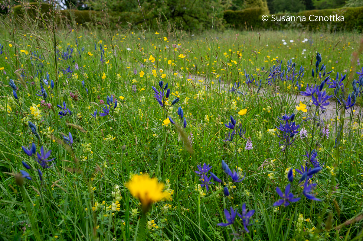 Dunkelblaue Prärielilien (Camassia) und gelber Scharfer Hahnenfuß (Ranunculus acris) auf der Wiese vor dem Herrenhaus Great Dixter