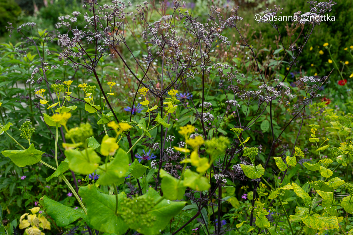 Doldenblütler unter sich: Wiesen-Kerbel (Anthriscus sylvestris) 'Ravenswing' mit schwarzen Stängeln und Stängelumfassende Gelbdolde (Smyrnium perfoliatum)