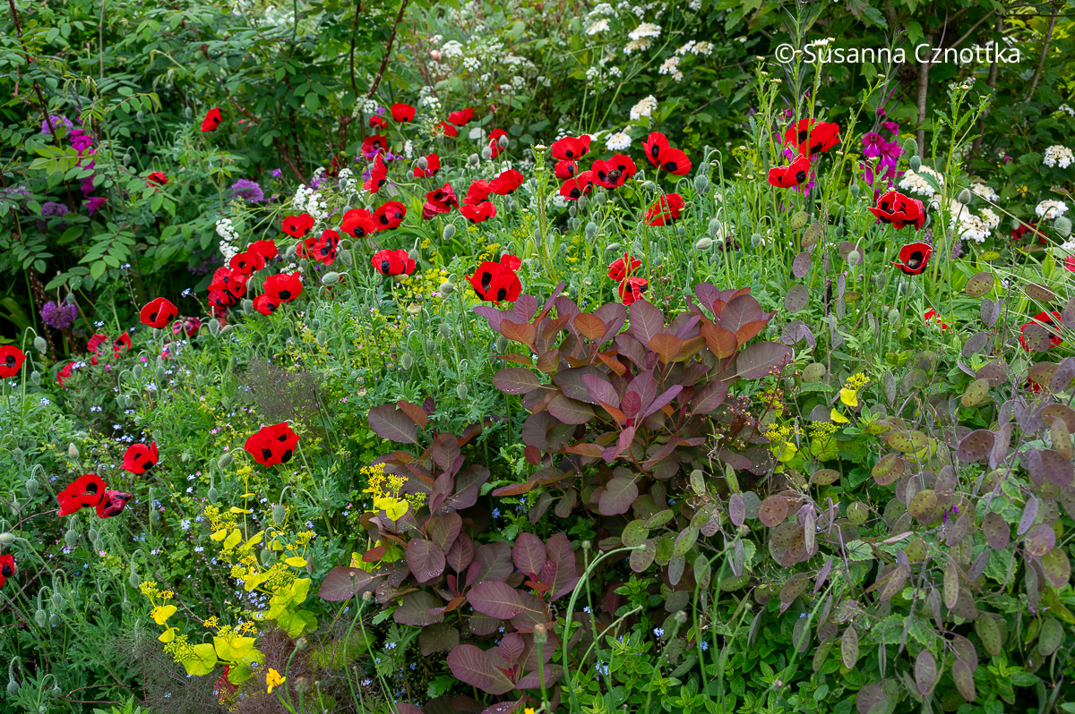 Perückenstrauch (Cotinus coggygria) und die rötlichen Samenstände der Silberlinge (Lunaria) mit Marienkäfer-Mohn (Papaver commutatum) 'Ladybird' (Great Dixter House & Gardens)