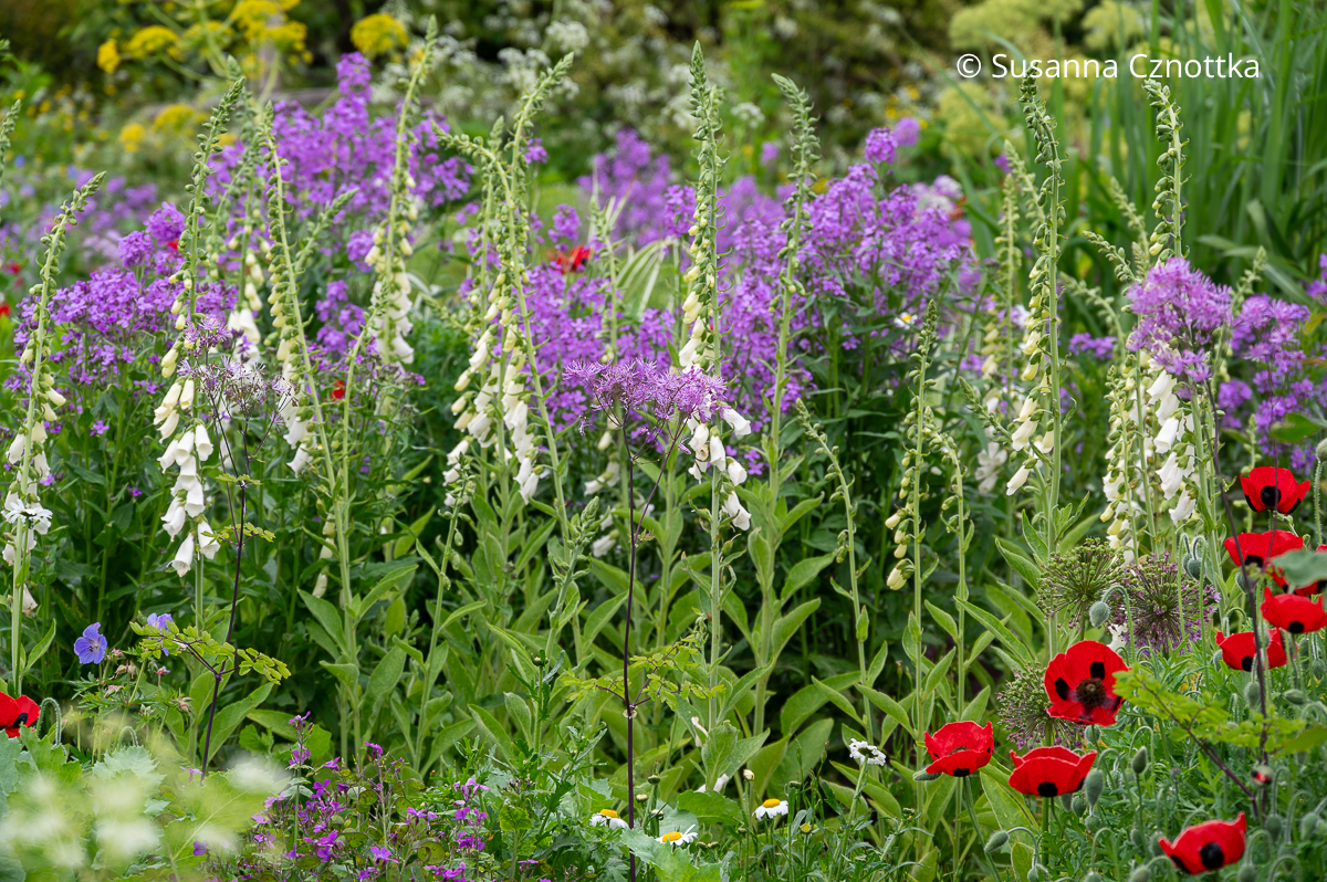 Gewöhnliche Nachtviole (Hesperis matronalis) mit violetten Blüten und weißer Fingerhut (Digitalis) im Long Border in Great Dixter (Great Dixter House & Gardens)