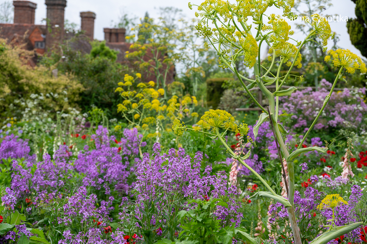 Imposante Blütenstände des Riesenfenchels (Ferula communis)  (Great Dixter House & Gardens)