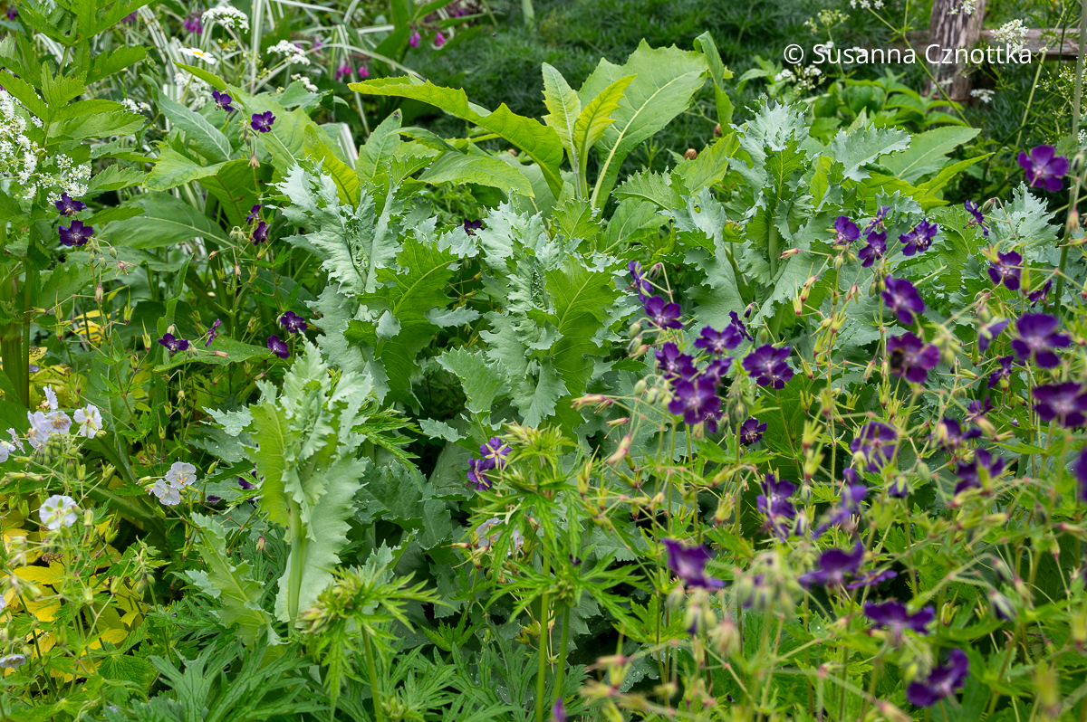 Violett blühender Brauner Storchschnabel (Geranium phaeum) und blaugrüne Blätter des Schlafmohns (Papaver somniferum) (Great Dixter House & Gardens)