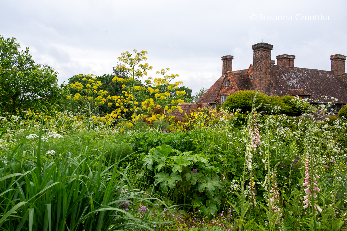 Gelbe Blütenstände des Riesenfenchels (Ferula communis) im Pfauengarten in Great Dixter (Great Dixter House & Gardens)