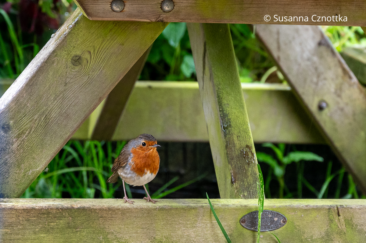 Rotkehlchen (Great Dixter House & Gardens)