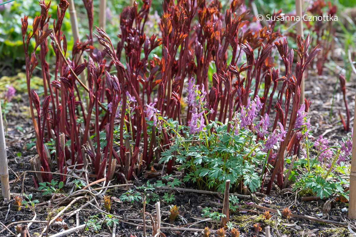Stauden kombinieren: rosa Lerchensporn vor dem roten Austrieb einer Edel-Pfingstrose (Paeonia lactiflora)