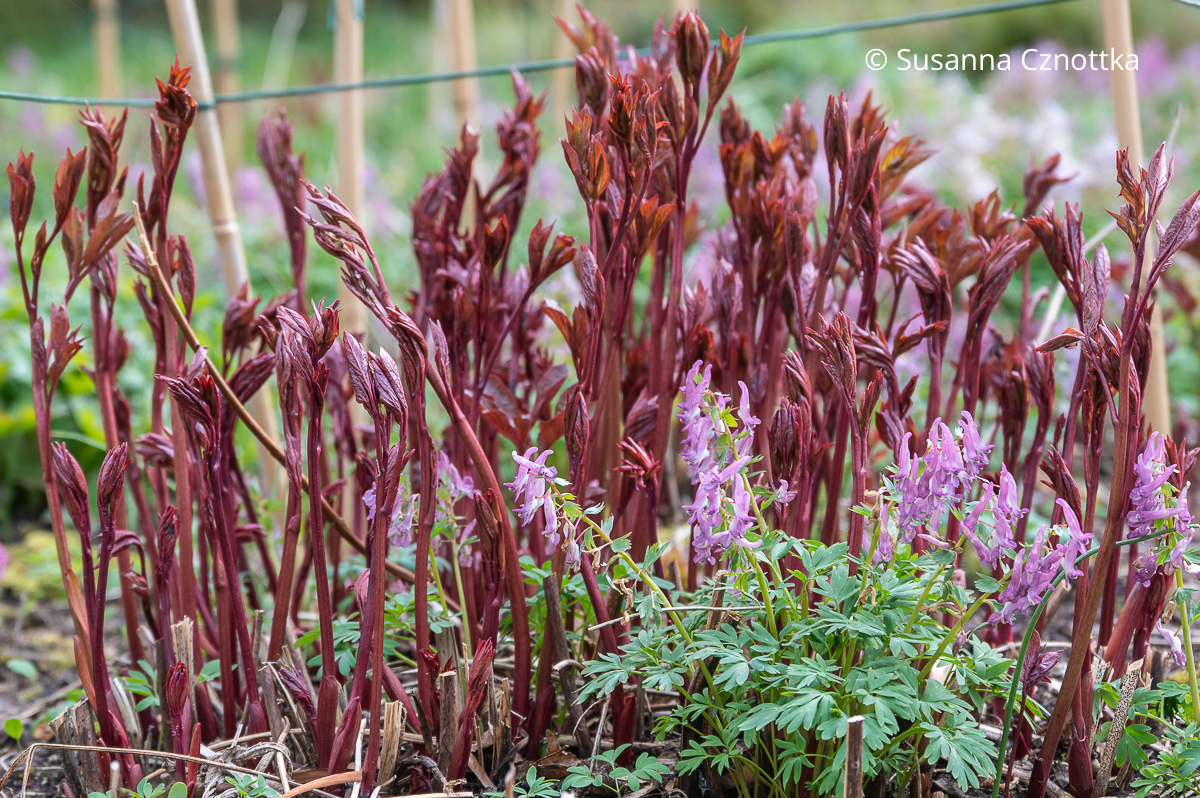 Roter Austrieb einer Edel-Pfingstrose (Paeonia lactiflora-Hybride) mit Gefingertem Lerchensporn (Corydalis solida)