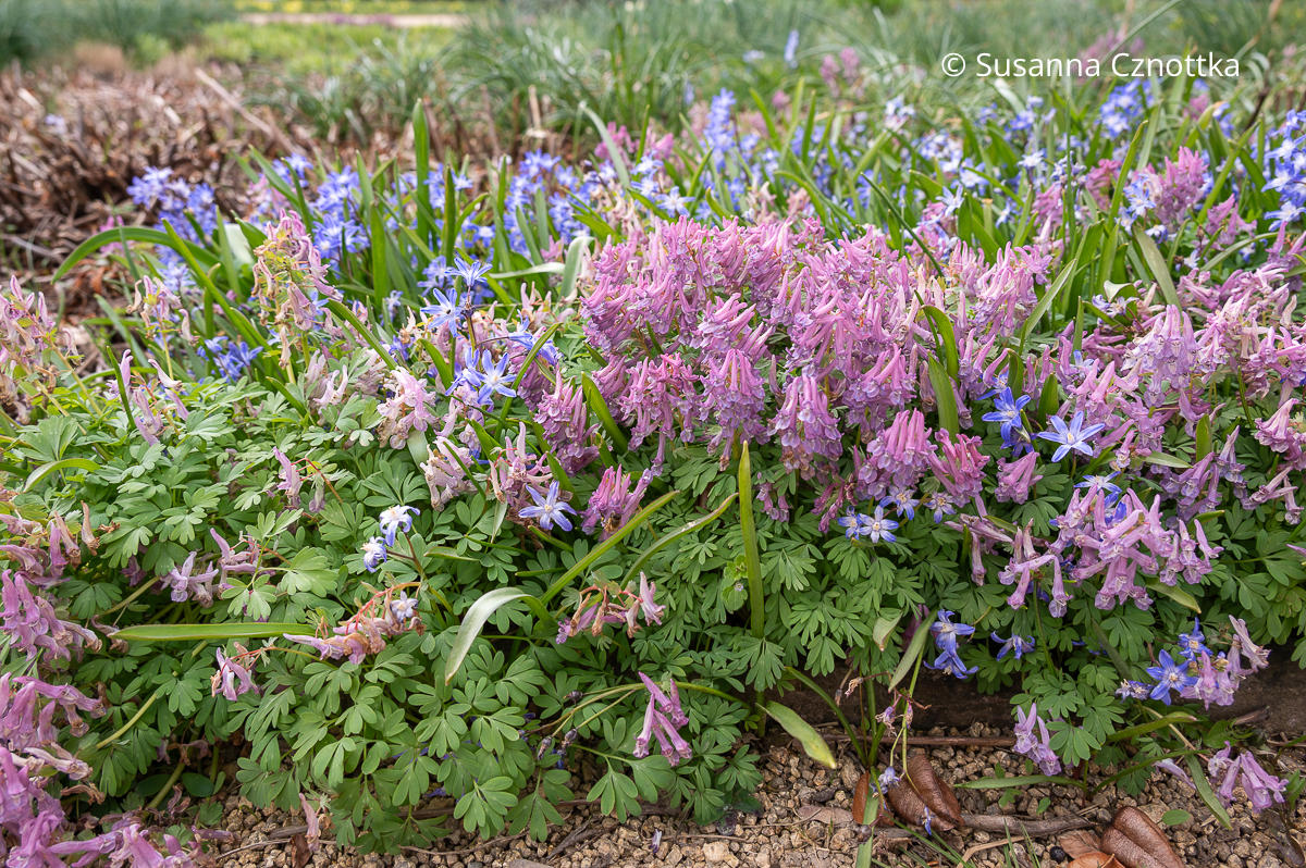 Lerchensporn kombinieren: Gefingerter Lerchensporn (Corydalis solida) und Schneeglanz (Chinodoxa)