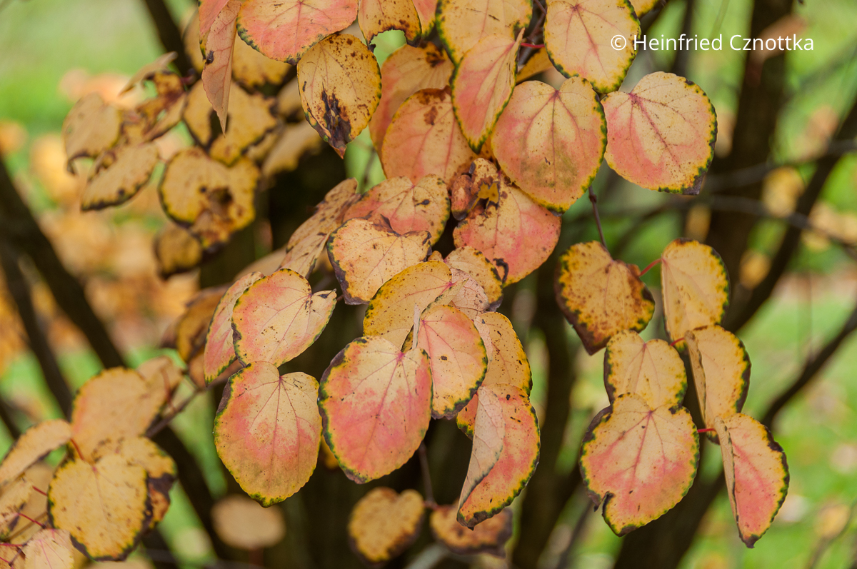 Herbstfärbung des Lebkuchen- oder Katsurabaums (Cercidiphyllum japonicum)