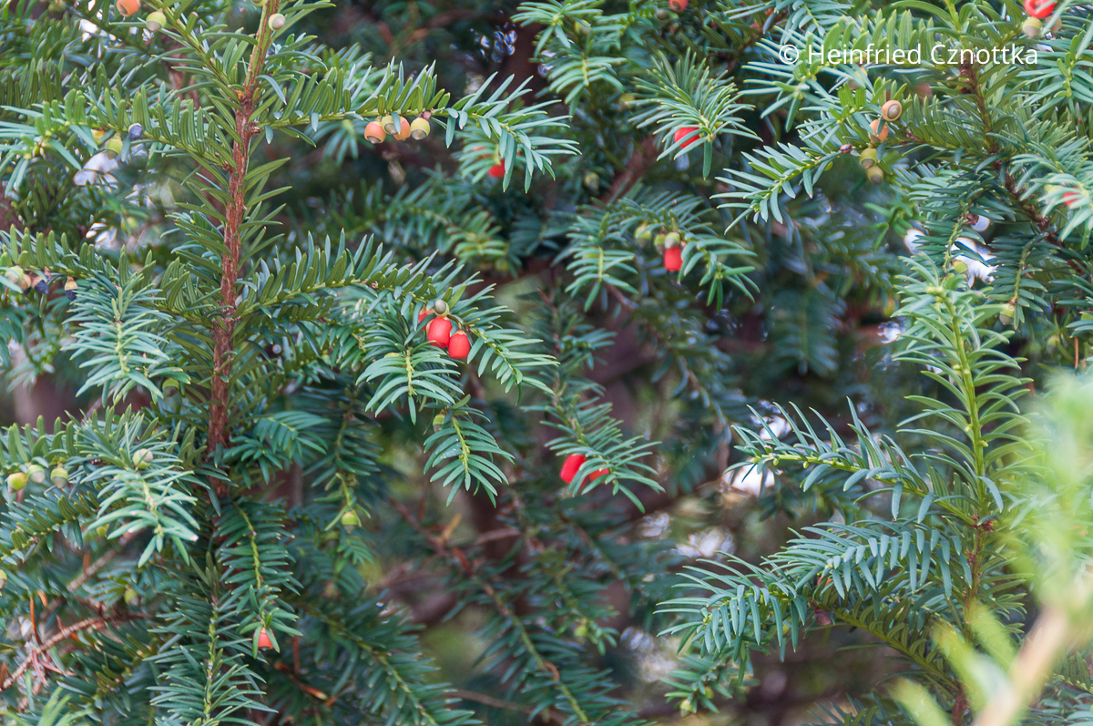 Leuchtend rote Früchte der Eibe (Taxus baccata)