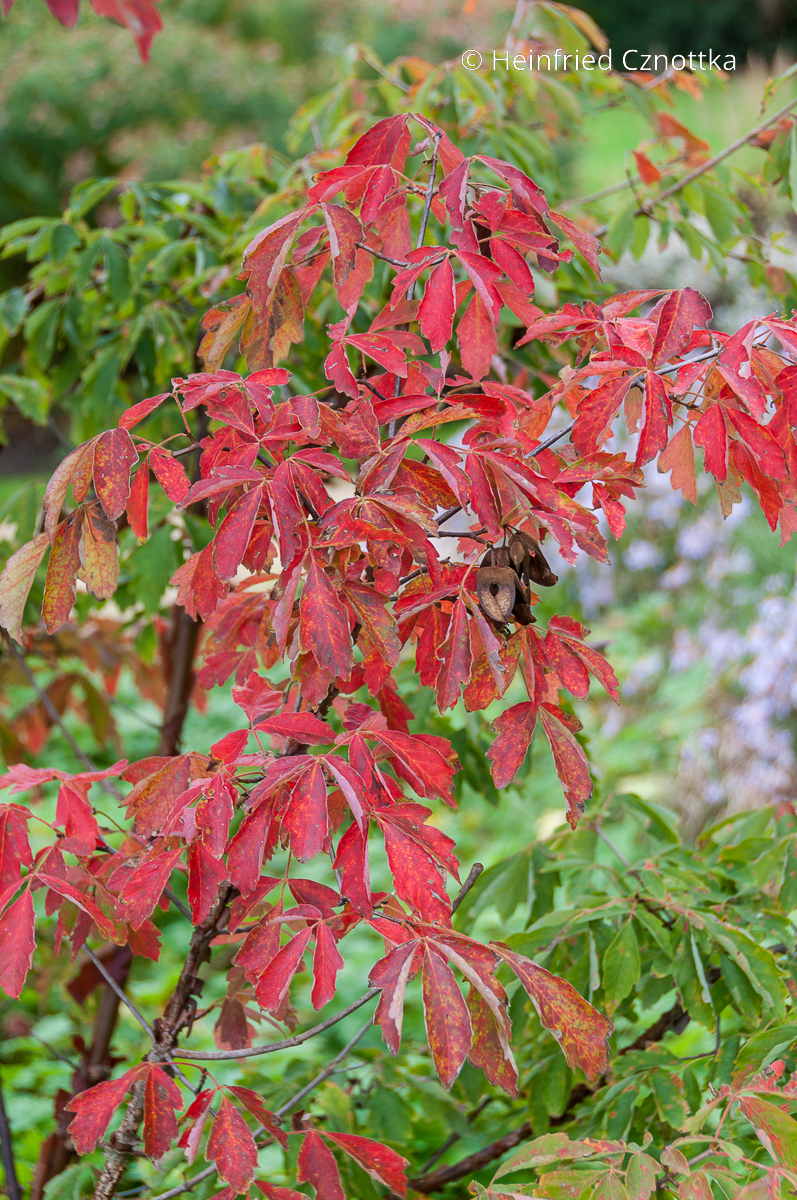 Herbstfärbung: Zimt-Ahorn (Acer griseum) 